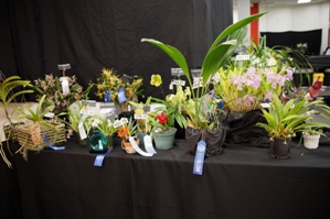 American Orchid Society Show Trophy Newport 'Harbor Orchid Society SC/AOS 85 pts. 2